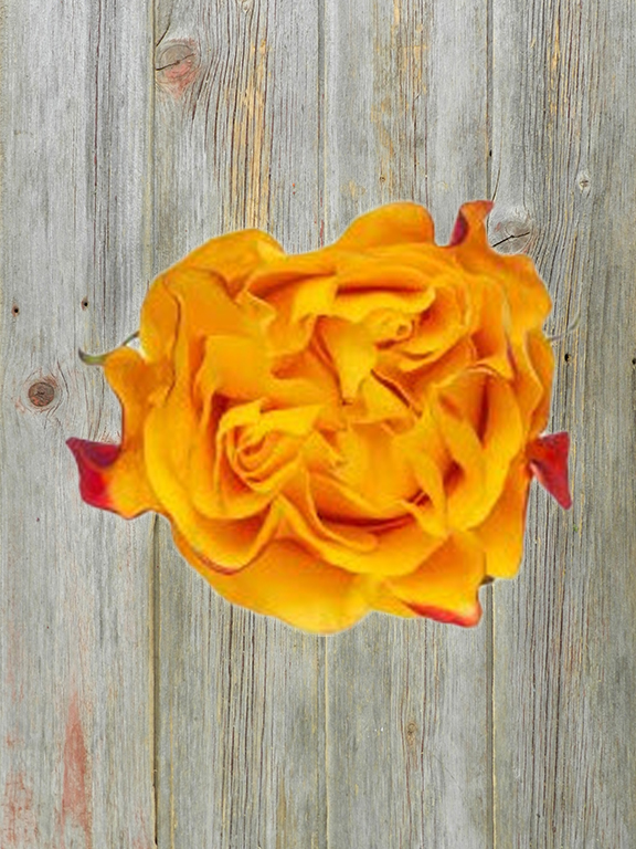 AHMAZE  YELLOW GARDEN ROSE